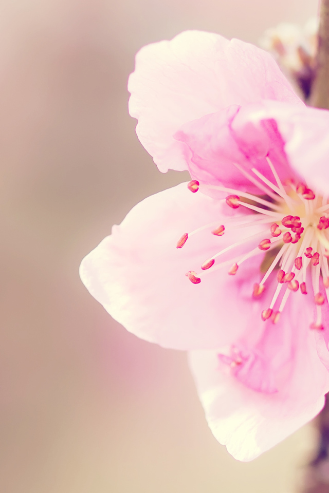 Розовый цветочек