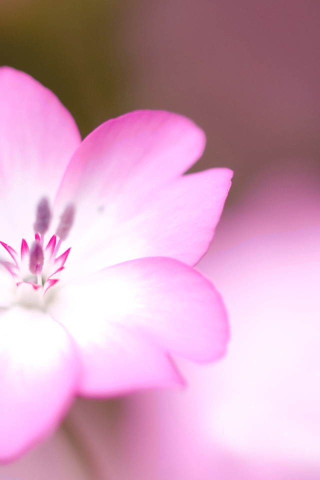 Розовый цветок