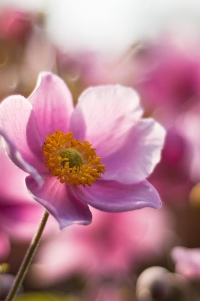 Розовые цветочки