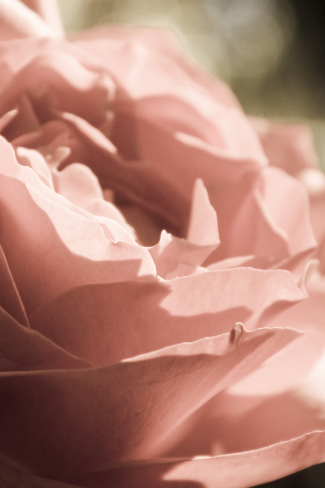 Розовая роза