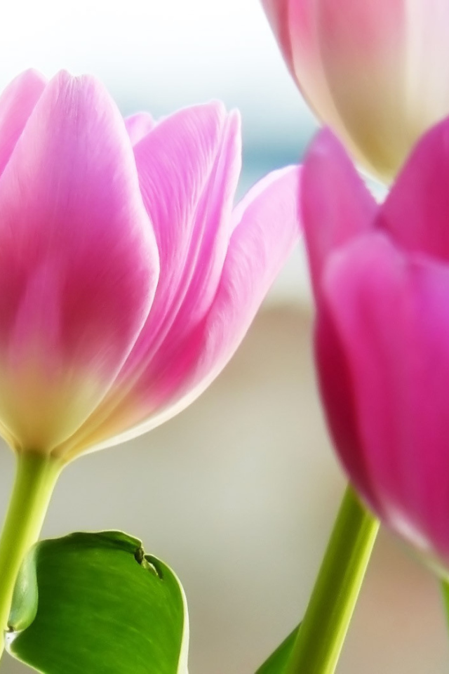 Розовые тюльпаны