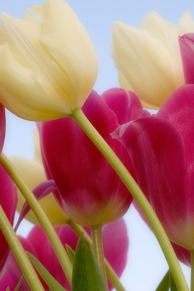 Россыпь тюльпанов