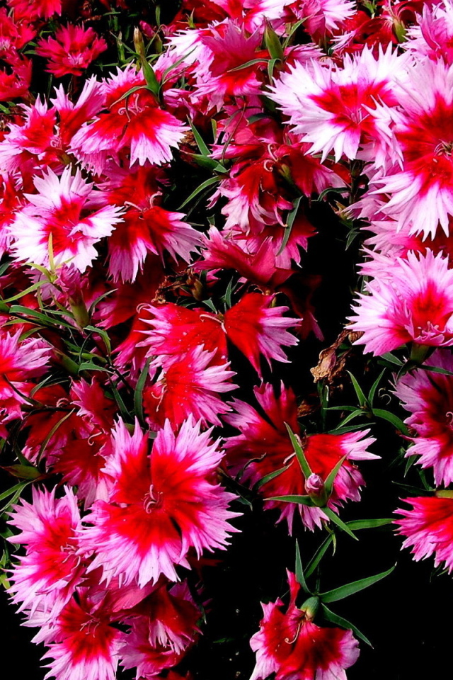 Колючие цветочки