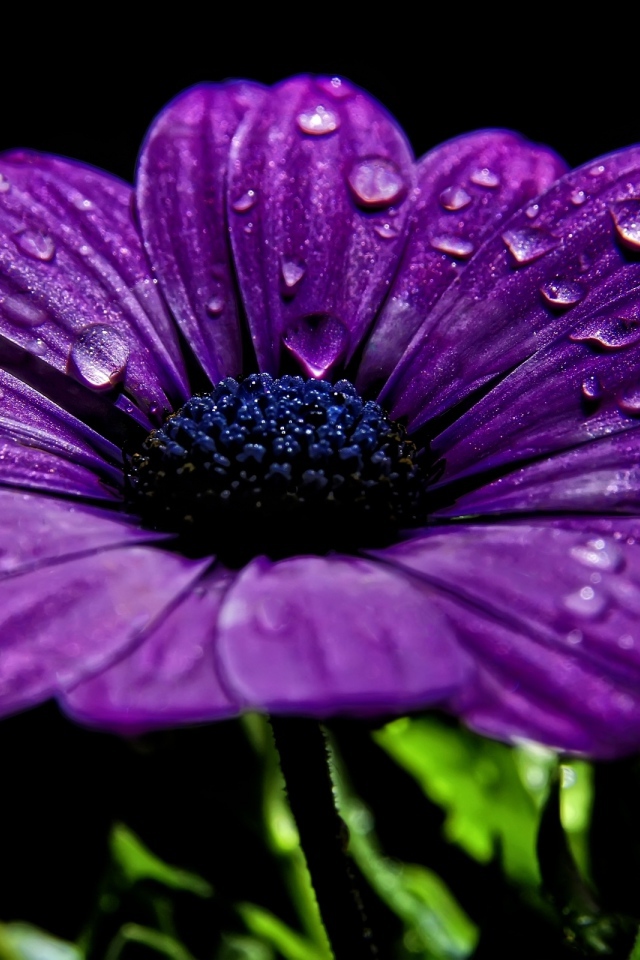 Фиолетовый цветок