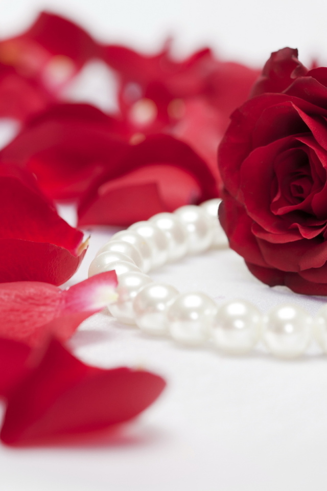 Алая роза и жемчуг