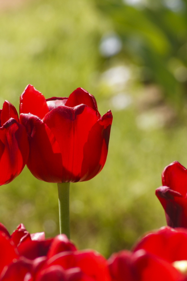 Красные тюльпаны