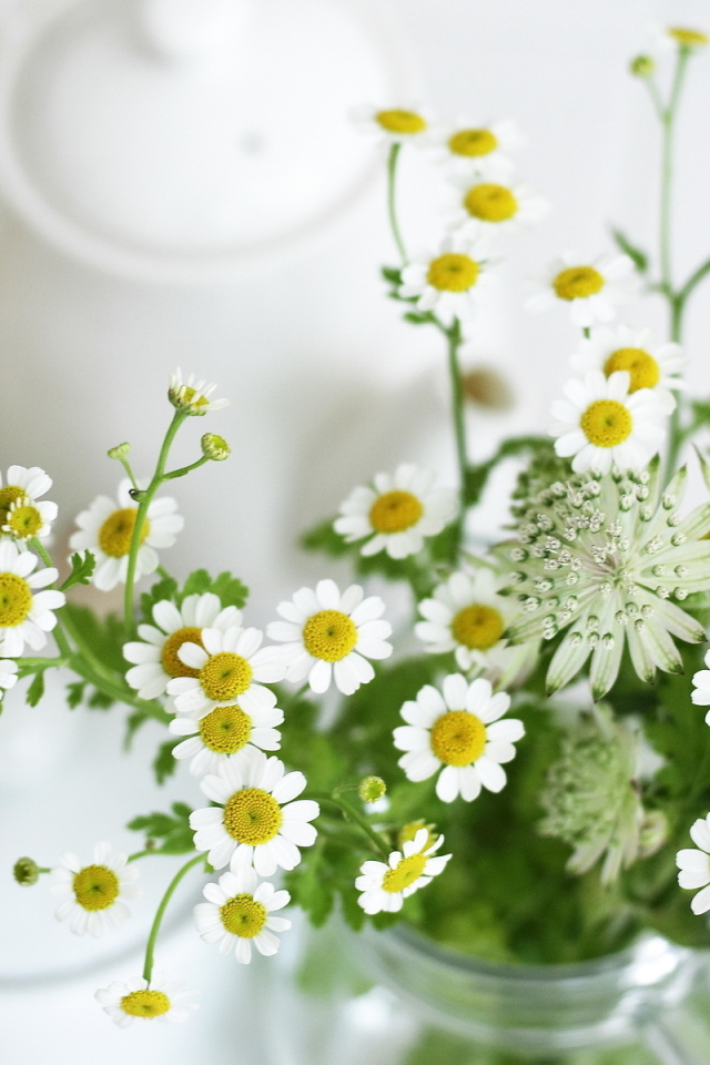 Маленькие ромашки