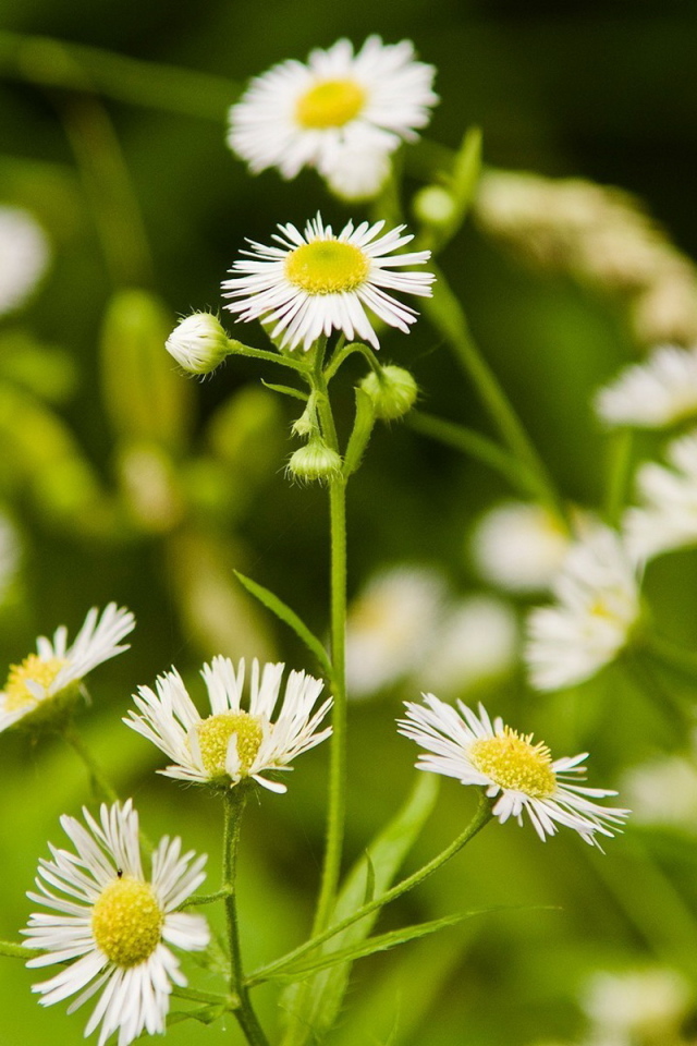 Мелкие ромашки