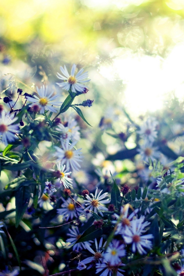 Мелкие цветочки