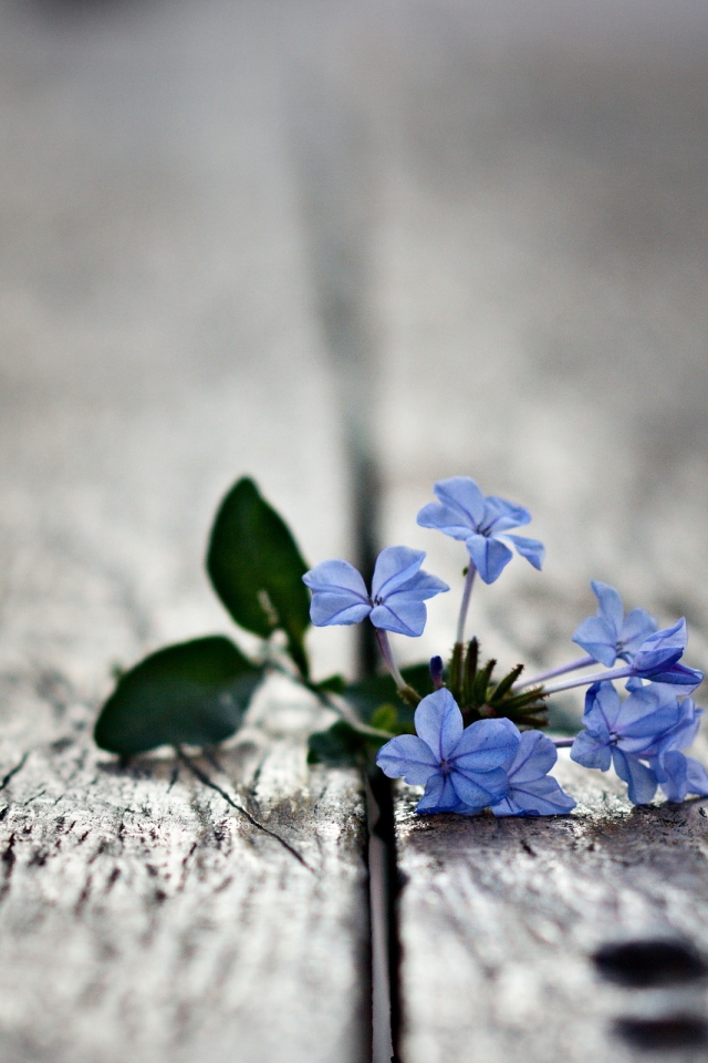 Маленькие цветочки