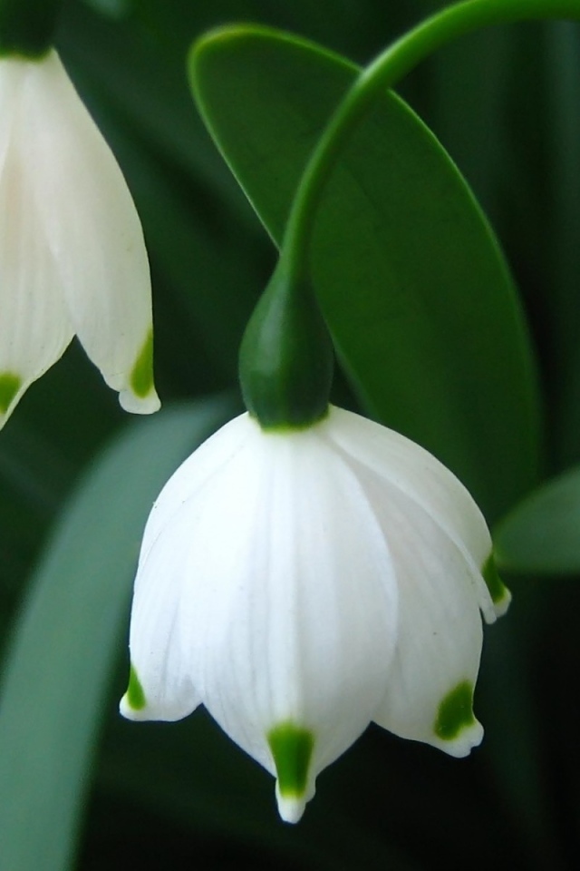 Подснежники