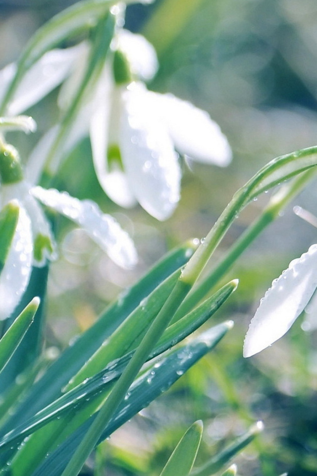 Подснежники