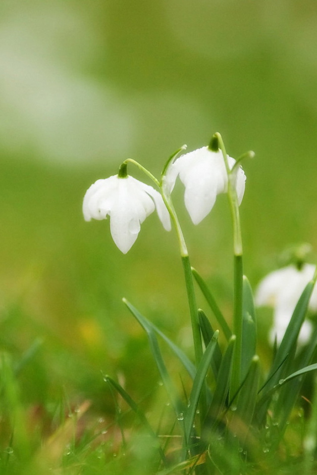 Подснежники в траве