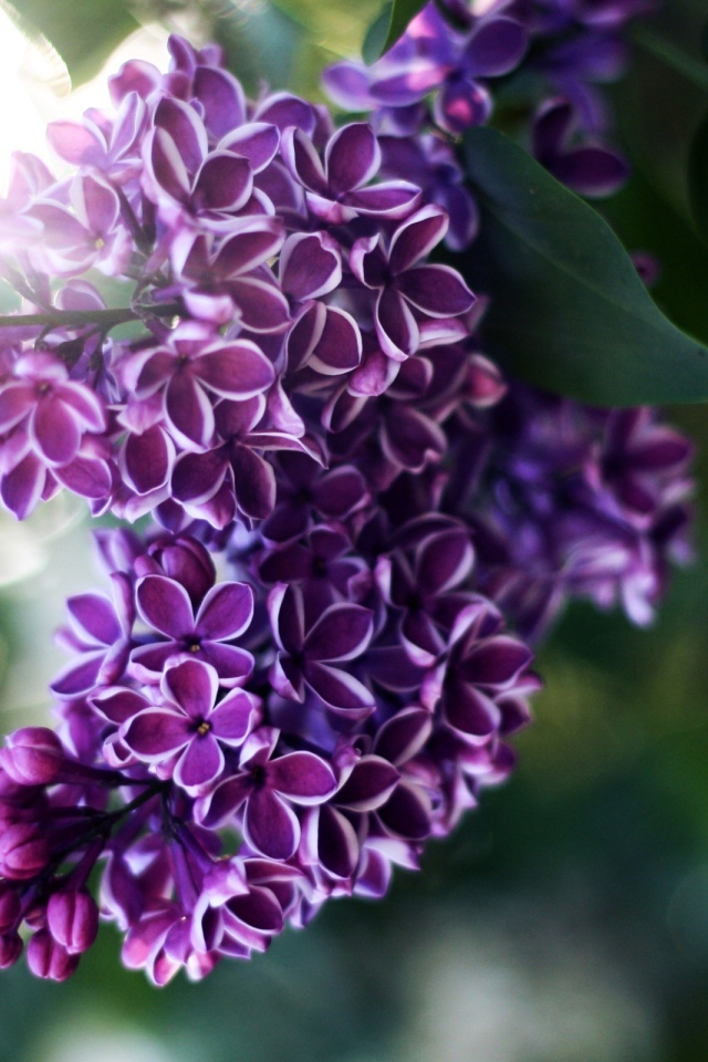 Веточка сирени