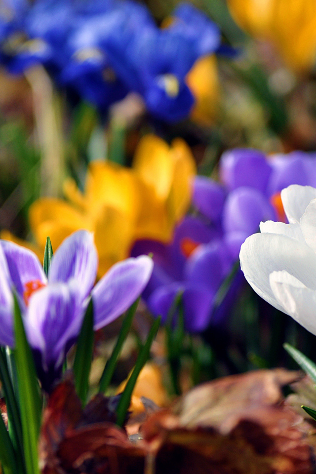 Весенняя красота