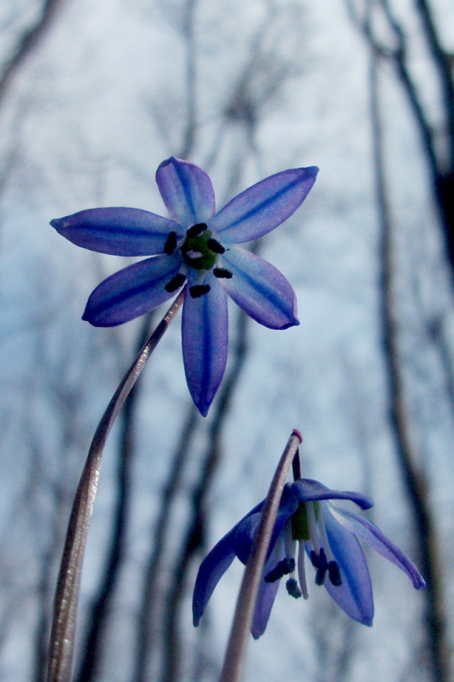 Весенние цветочки