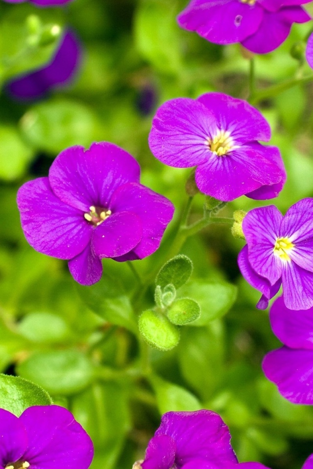 Весенние цветочки