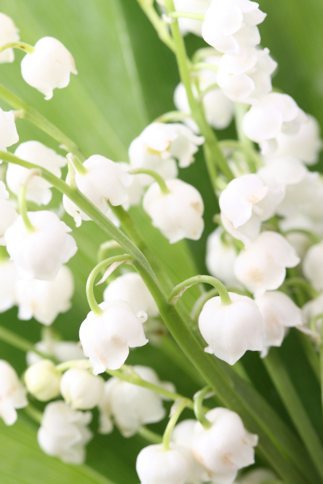 Весенние ландыши