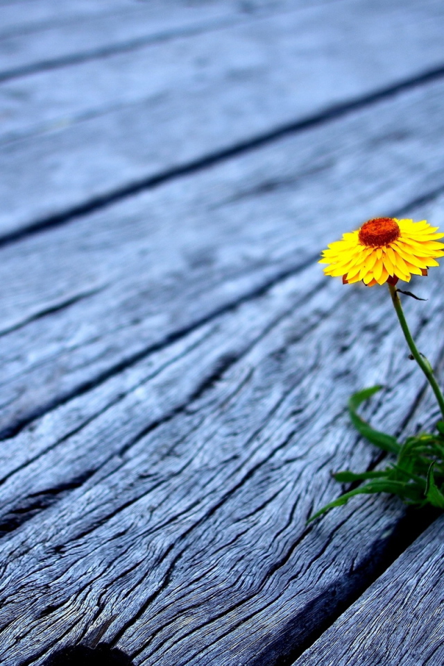 Проросший цветок