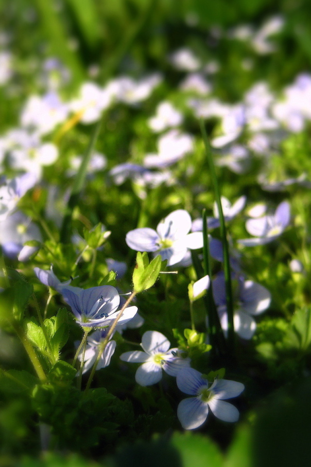 Летние нежные цветочки