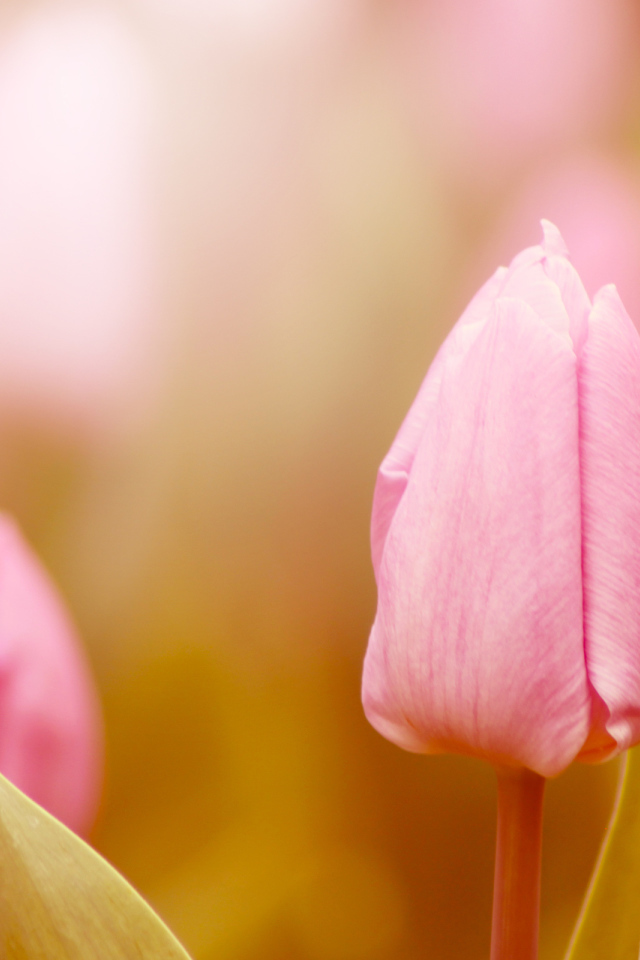 Нежные тюльпаны