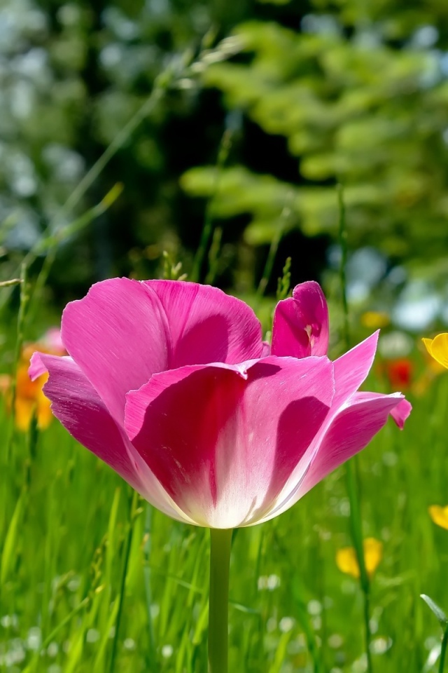 Распустившийся тюльпан