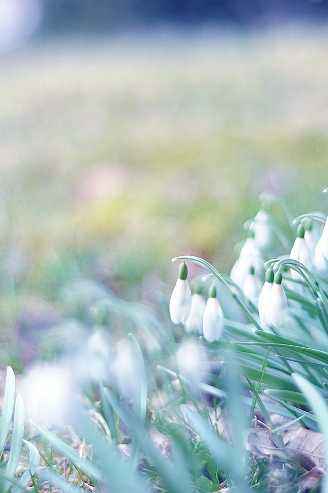 Первые подснежники