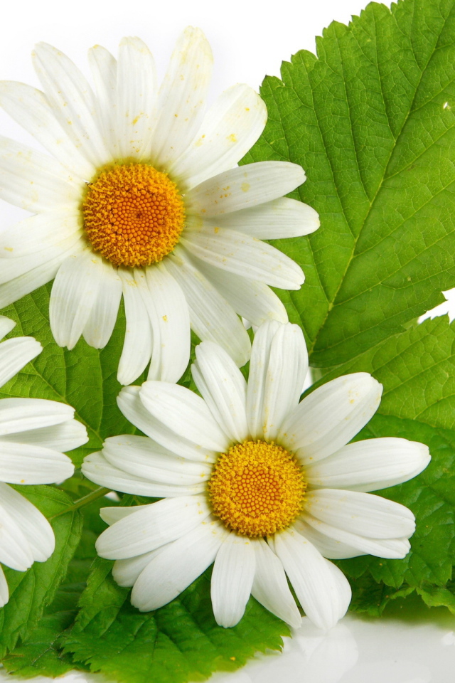 Три ромашки