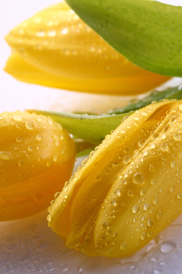 Три желтых тюльпана