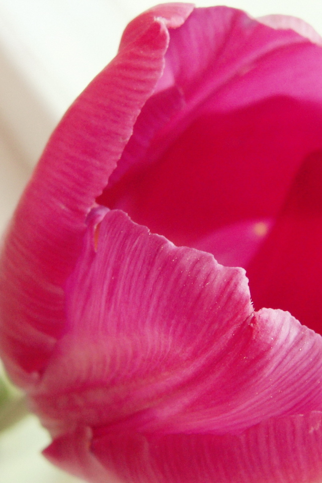 Раскрывшийся тюльпан