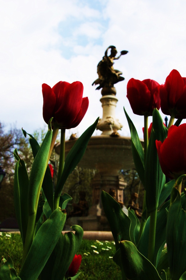 Тюльпаны