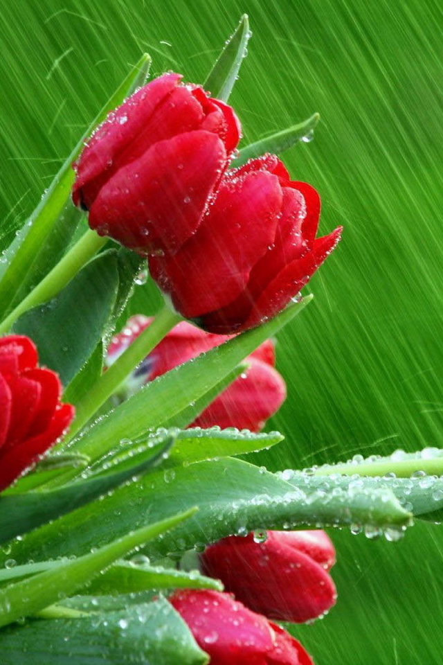 Тюльпаны под дождем