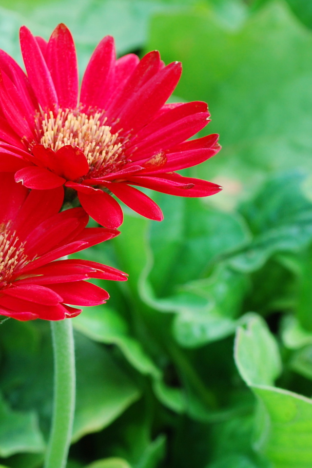 Два ярких цветка