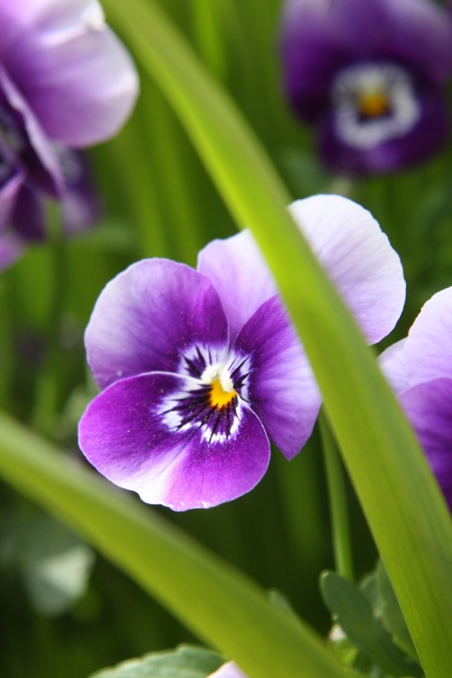 Фиалка трёхцветная