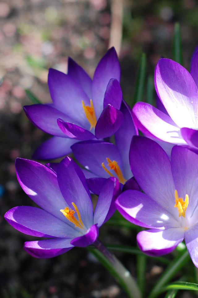 Фиолетовые крокусы