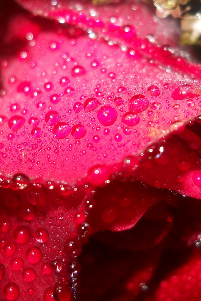 Мокрая алая роза