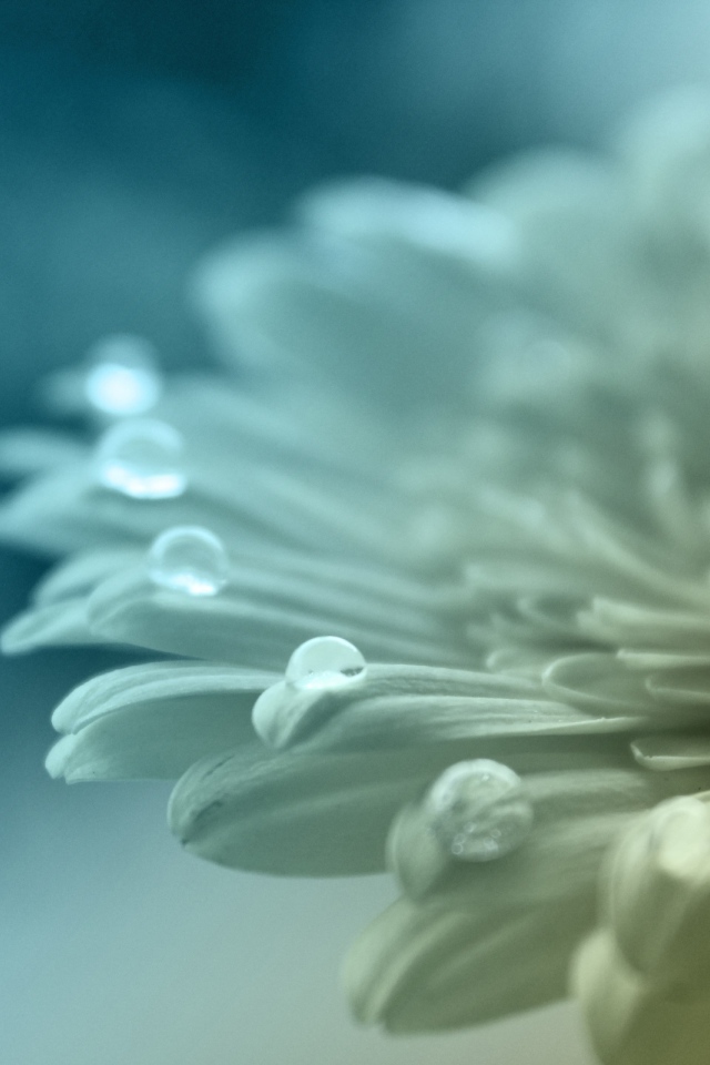 Белый цветок