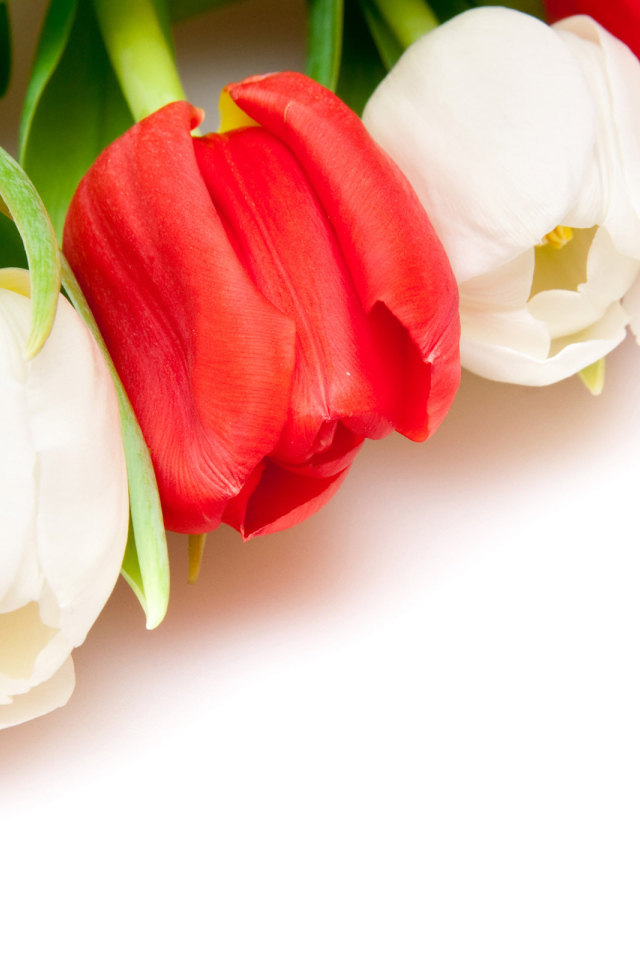 Белые и красные тюльпаны