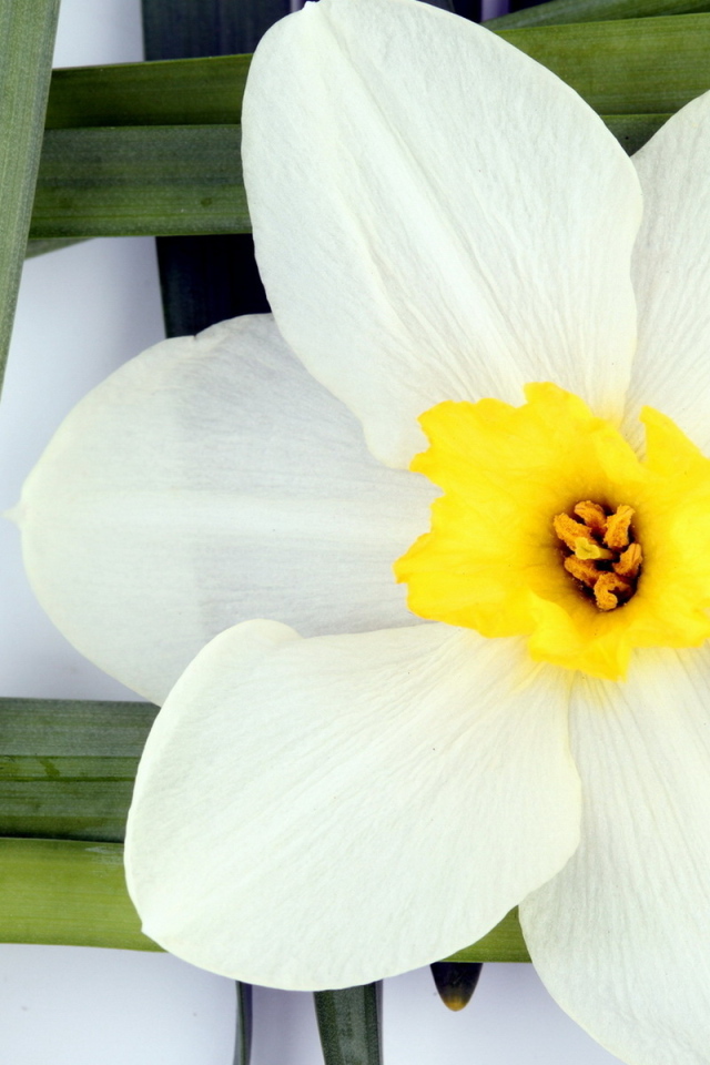 Белый нарцисс