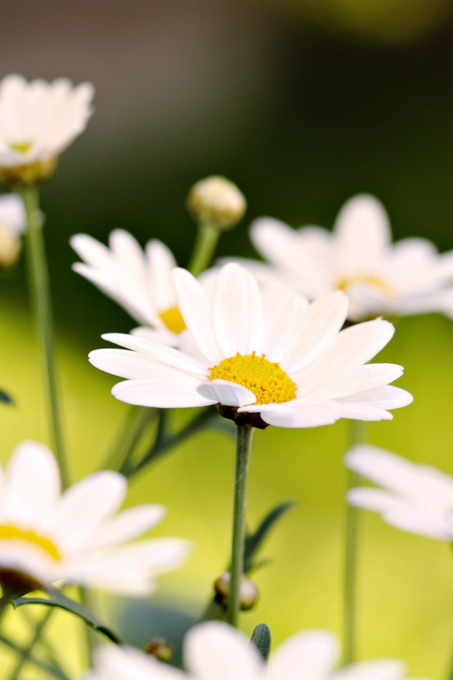 Белые ромашки