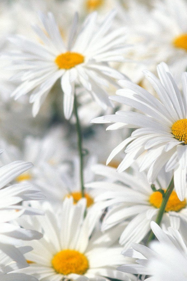 Белые ромашки