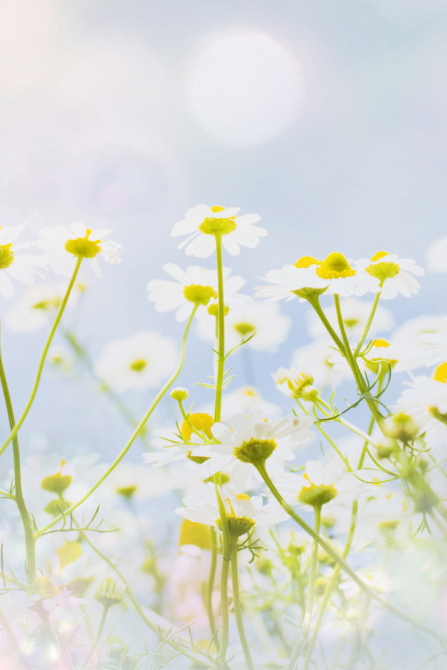 Полевые ромашки