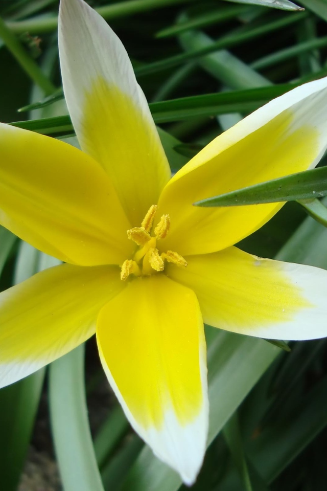 Желто-белая звездочка