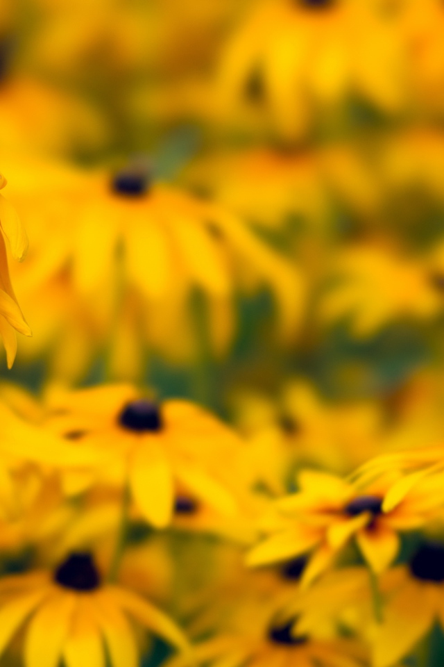 Желтые ромашки