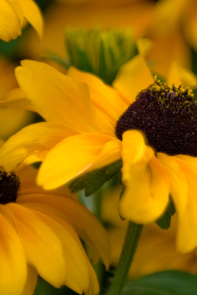 Желтые цветочки