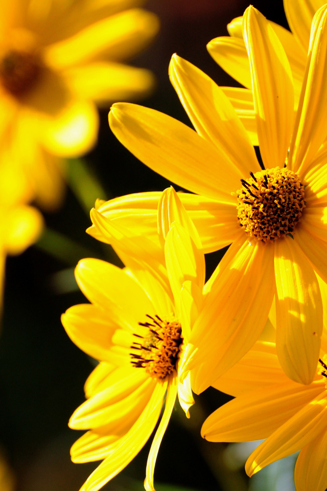 Желтые цветы