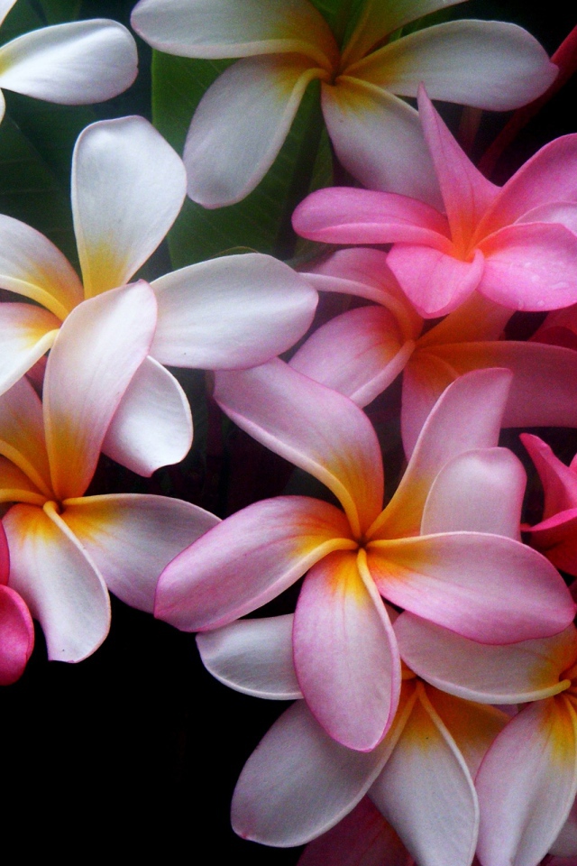 Букет цветов