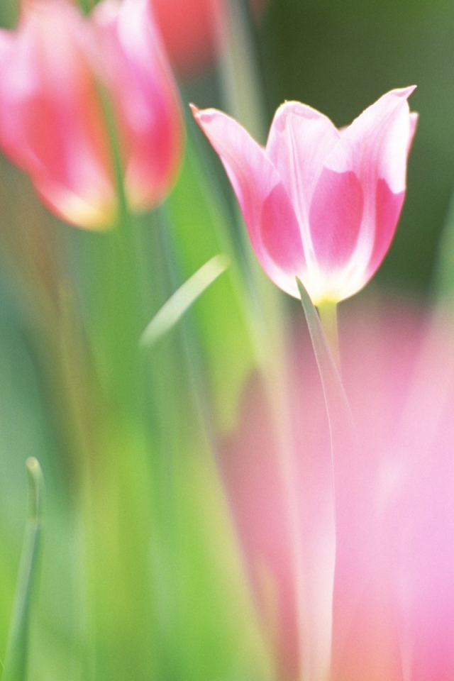 красивые тюльпаны