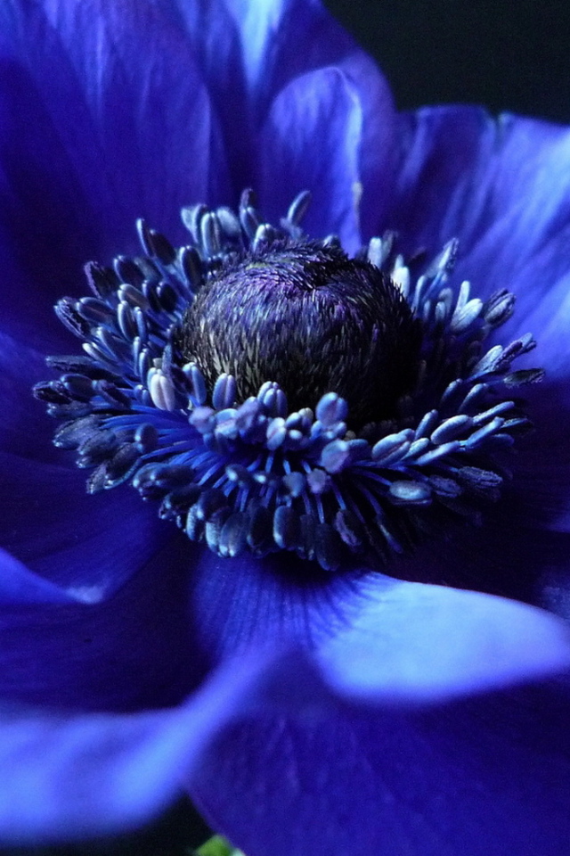 Синий Анемон