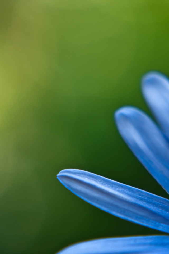 Голубой цветок